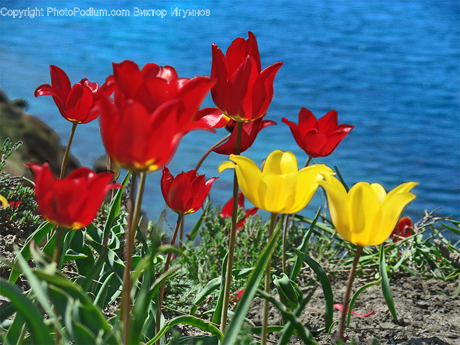 Blossom, Flora, Flower, Plant, Tulip