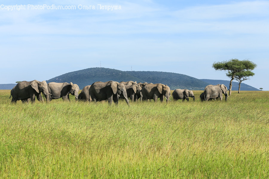 Animal, Elephant, Mammal, Wildlife, Countryside