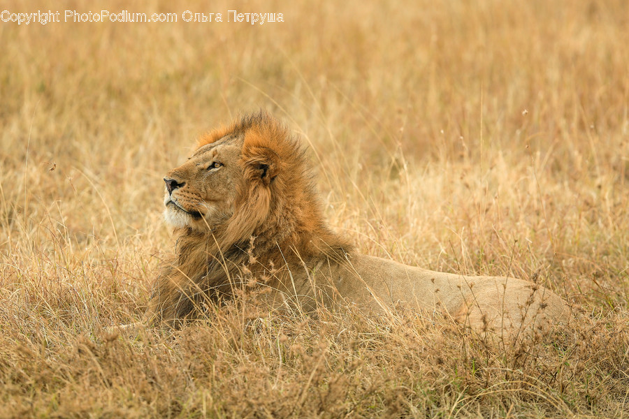 Animal, Lion, Mammal, Wildlife, Field