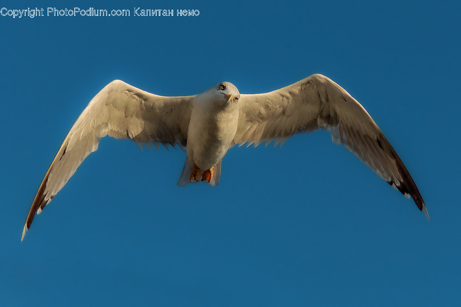Animal, Bird, Seagull, Dove, Pigeon