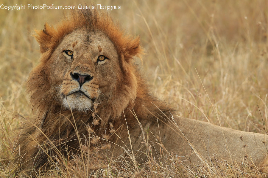 Animal, Lion, Mammal, Wildlife, Flora