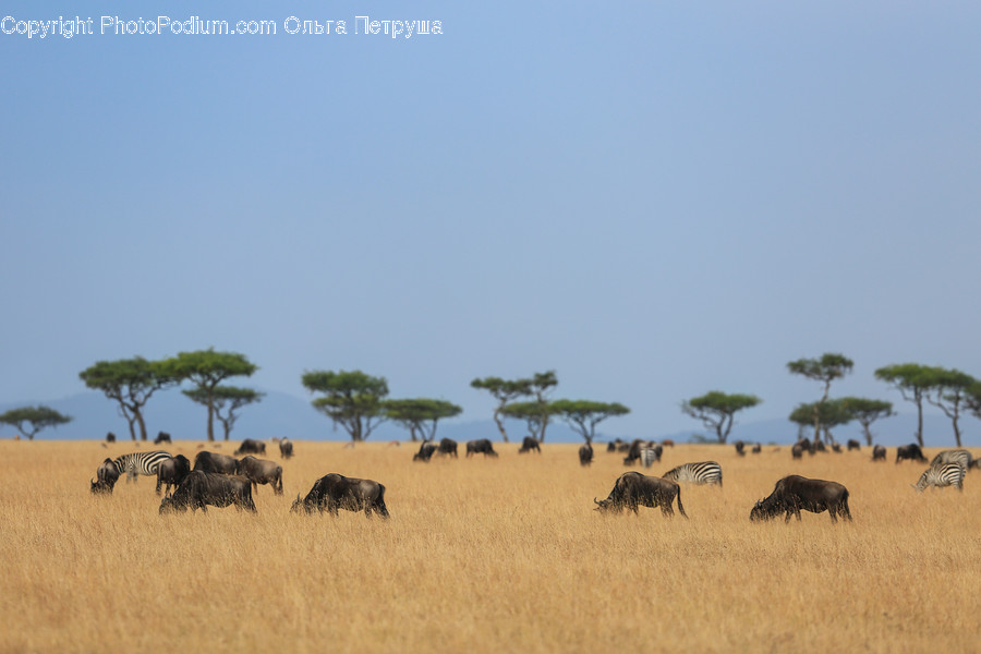 Field, Grassland, Nature, Outdoors, Savanna