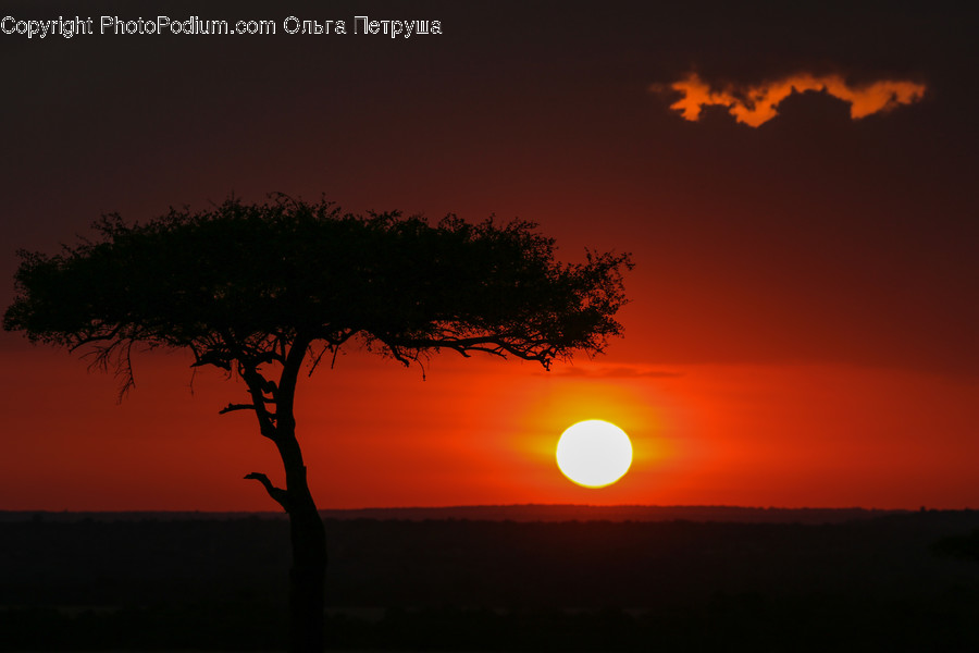Silhouette, Dawn, Dusk, Nature, Outdoors