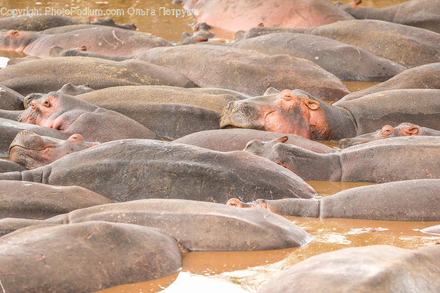 Animal, Hippo, Mammal, Wildlife, Cobblestone