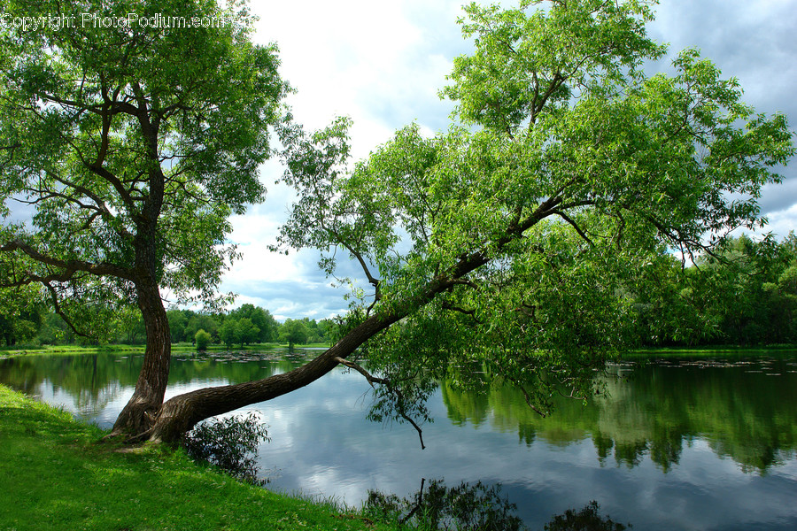 Flora, Plant, Tree, Outdoors, Pond