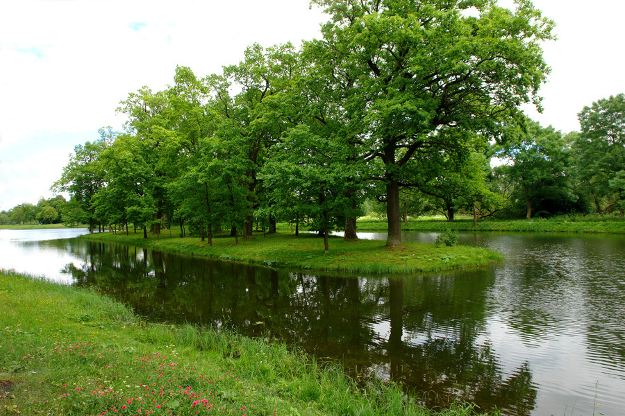 Flora, Plant, Tree, Outdoors, Pond