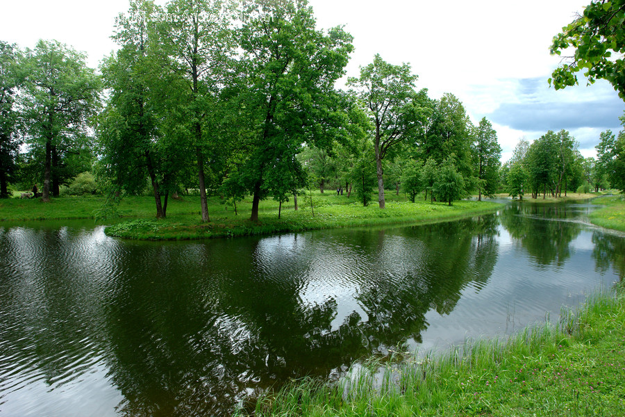 Flora, Plant, Vine, Outdoors, Pond