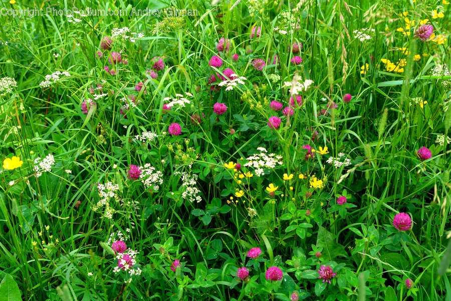 Blossom, Flora, Flower, Geranium, Plant