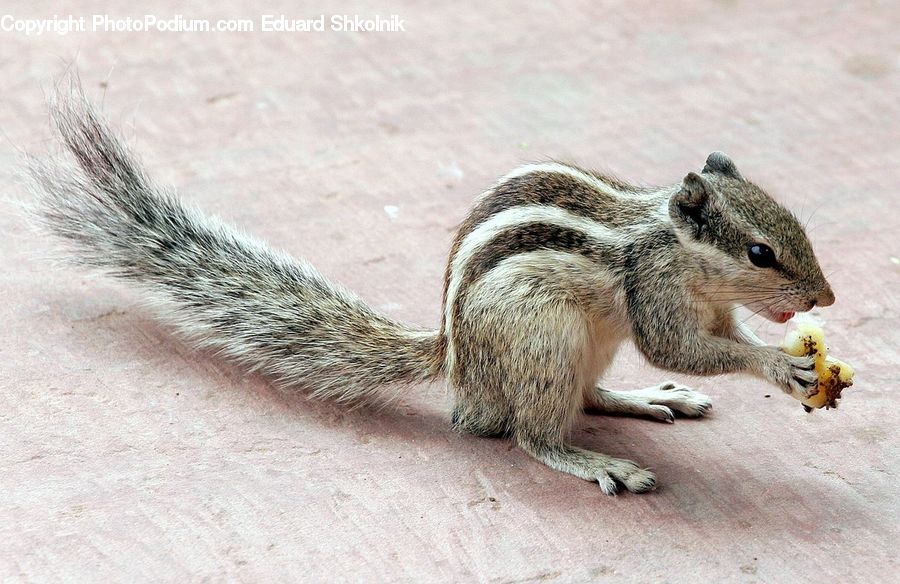 Animal, Mammal, Rodent, Squirrel