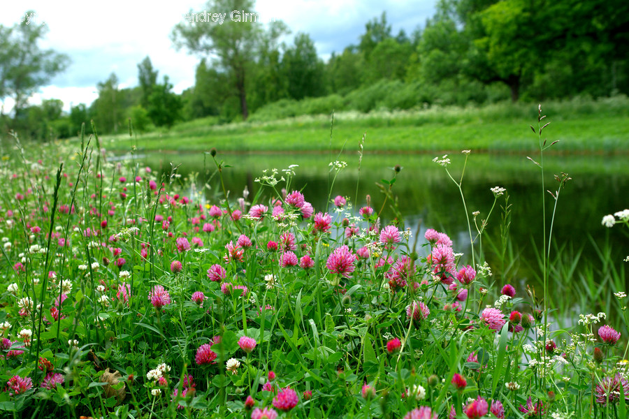 Flora, Plant, Blossom, Flower, Peony
