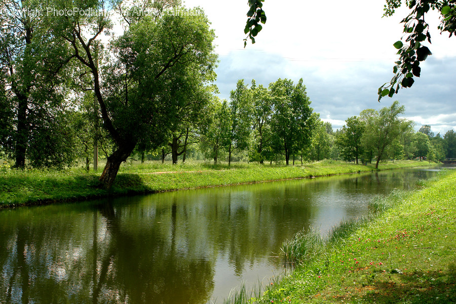 Flora, Ivy, Plant, Outdoors, Pond