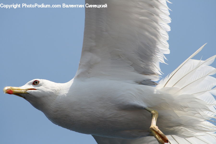 Beak, Bird, Seagull, Dove, Pigeon, Booby