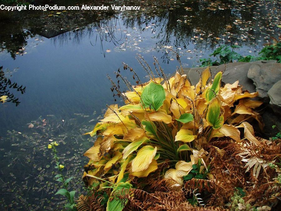 Land, Marsh, Pond, Swamp, Water, Leaf, Plant