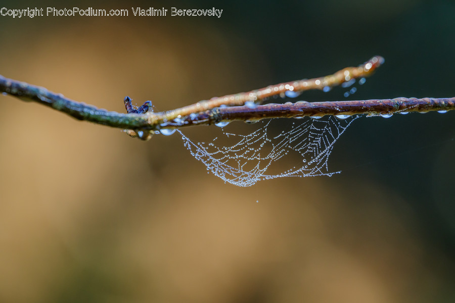 Droplet, Animal, Arachnid, Garden Spider, Insect
