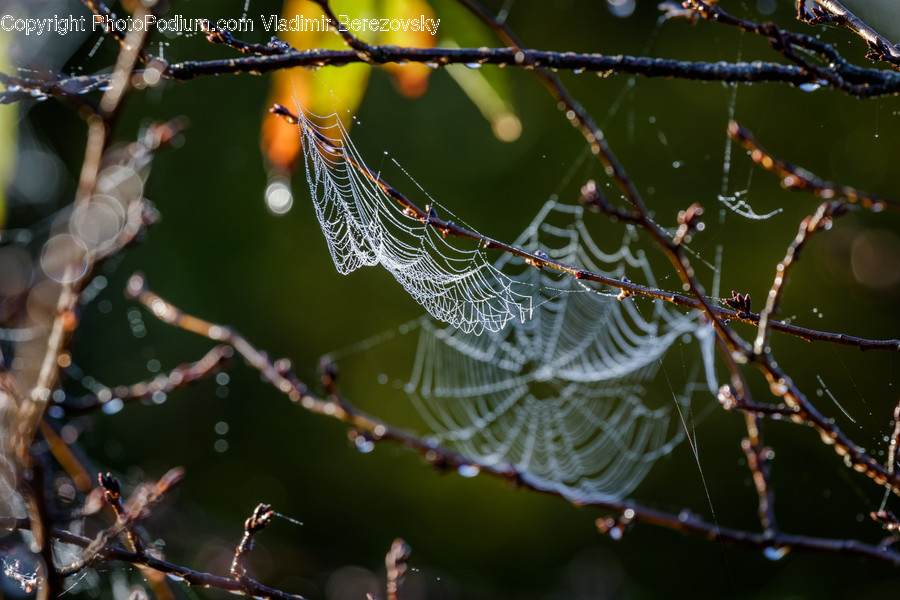 Animal, Arachnid, Garden Spider, Insect, Invertebrate