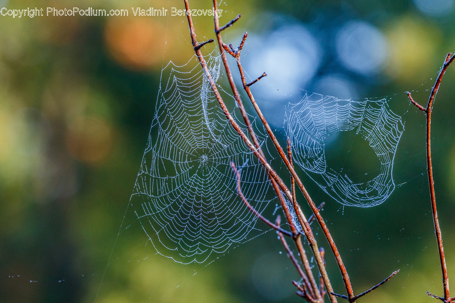 Animal, Arachnid, Garden Spider, Insect, Invertebrate