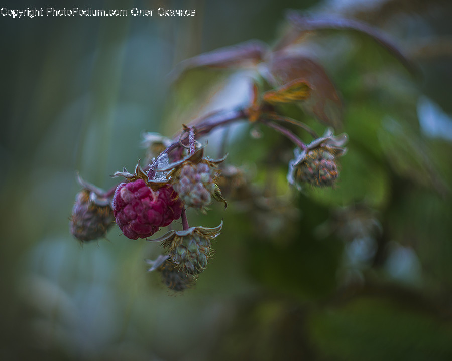 Flora, Food, Fruit, Plant, Produce