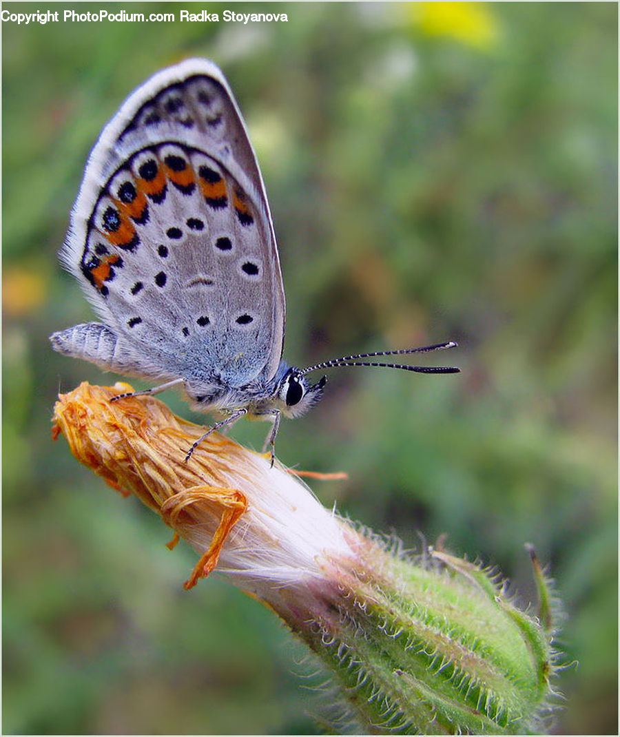Butterfly, Insect, Invertebrate, Blossom, Flora, Flower, Plant