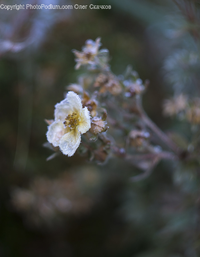 Blossom, Flora, Flower, Plant, Pollen