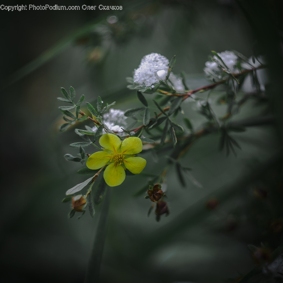 Blossom, Flora, Flower, Plant, Conifer