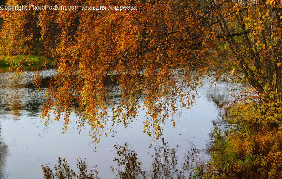 Land, Marsh, Outdoors, Swamp, Water