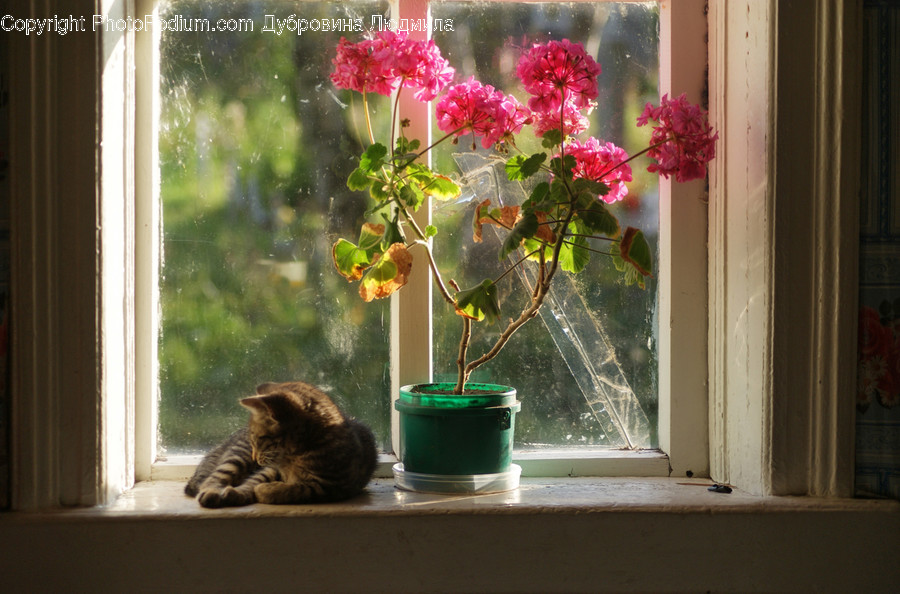 Flora, Jar, Plant, Potted Plant, Pottery