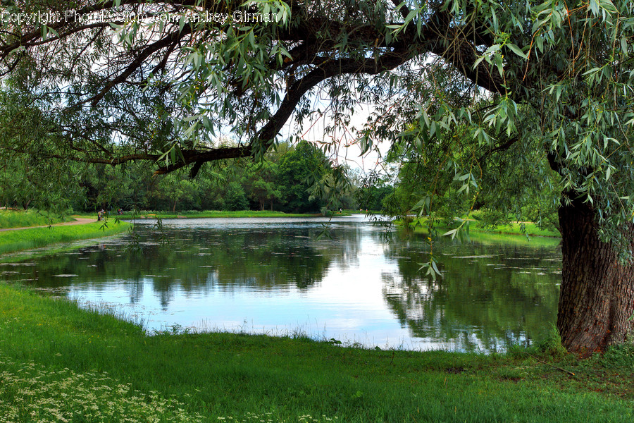 Flora, Forest, Land, Nature, Outdoors
