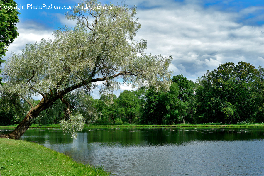 Flora, Plant, Tree, Blossom, Flower