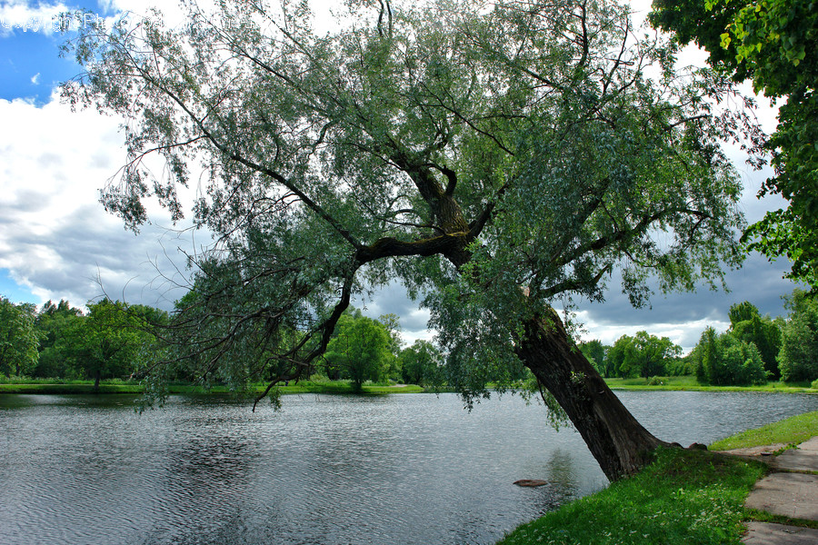 Flora, Oak, Plant, Tree, Ivy