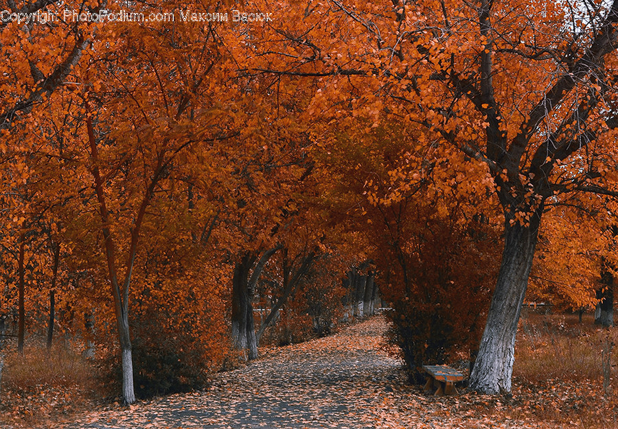Birch, Flora, Plant, Tree, Dirt Road