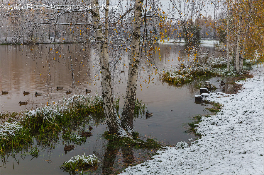 Outdoors, Pond, Water, Land, Marsh