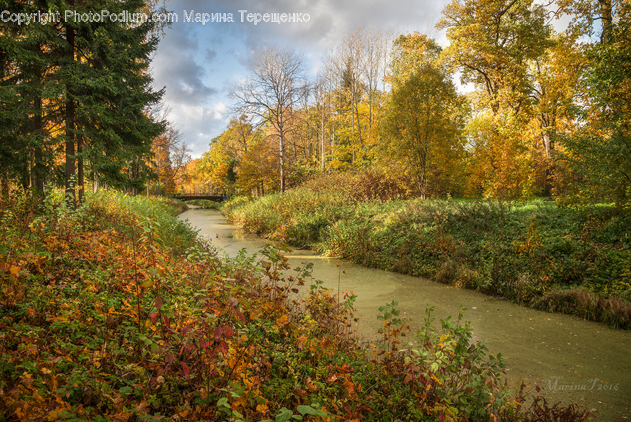 Creek, Outdoors, Stream, Water, Bush