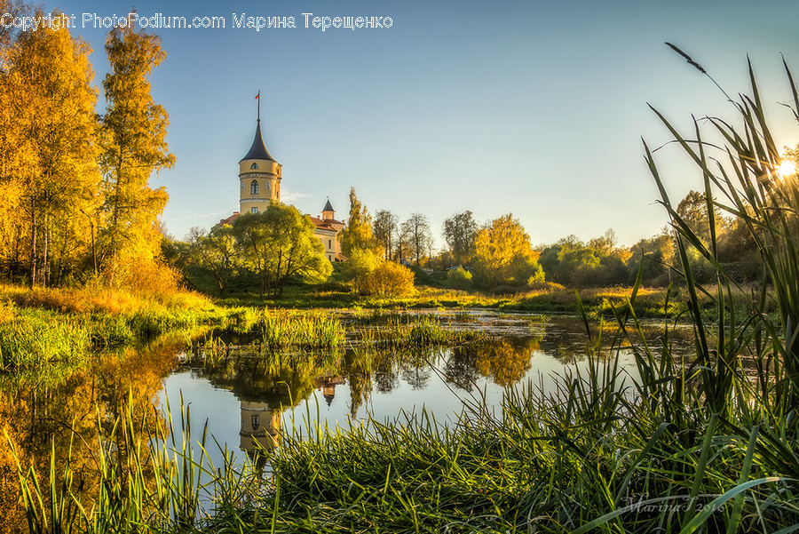 Flora, Grass, Plant, Reed, Architecture