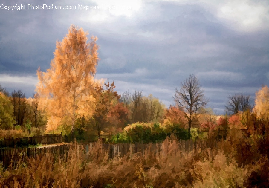 Conifer, Flora, Plant, Tree, Grass