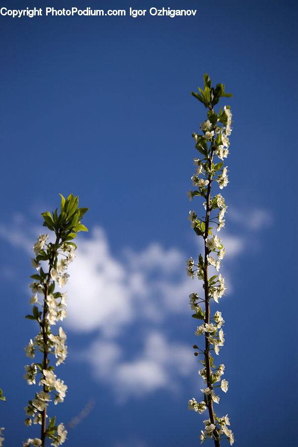 Blossom, Flora, Flower, Plant, Lupin, Cherry Blossom, Conifer