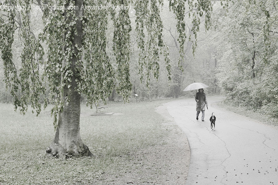 Path, Trail, Flora, Forest, Land