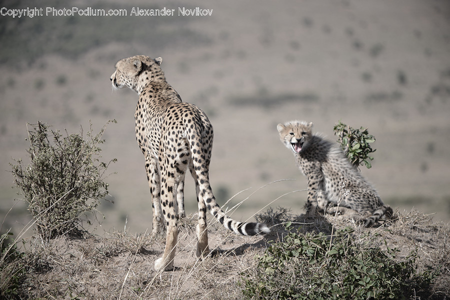 Animal, Cheetah, Mammal, Wildlife, Bush