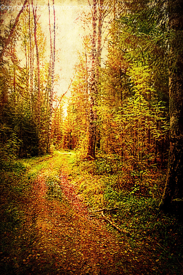 Dirt Road, Gravel, Road, Sunlight, Path
