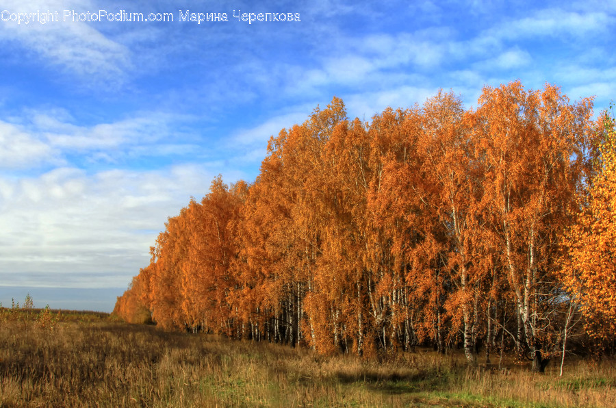 Flora, Grass, Plant, Birch, Tree