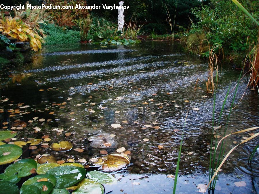 Plant, Potted Plant, Outdoors, Pond, Water, Land, Marsh