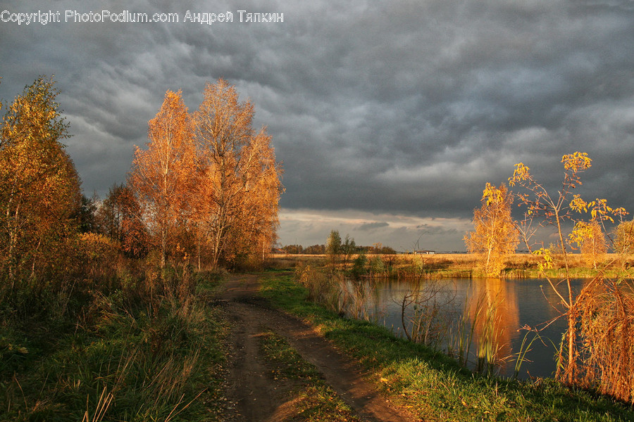 Dirt Road, Gravel, Road, Flora, Grass