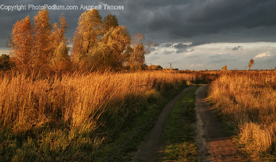 Dirt Road, Gravel, Road, Field, Grassland
