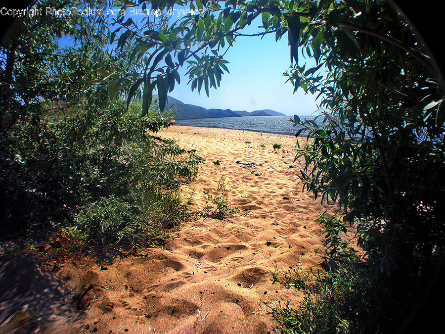 Fisheye, Dirt Road, Gravel, Road, Flora