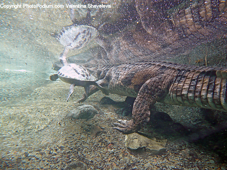 Reptile, Sea Life, Sea Turtle, Tortoise, Turtle, Fish, Flounder