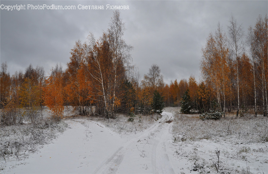 Dirt Road, Gravel, Road, Birch, Flora