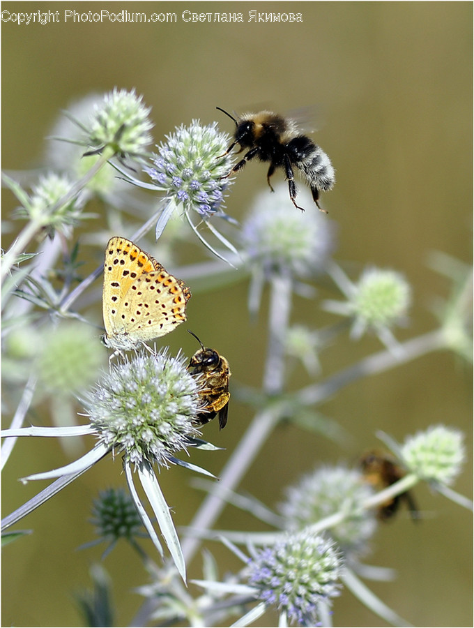 Animal, Bee, Insect, Invertebrate, Apiaceae