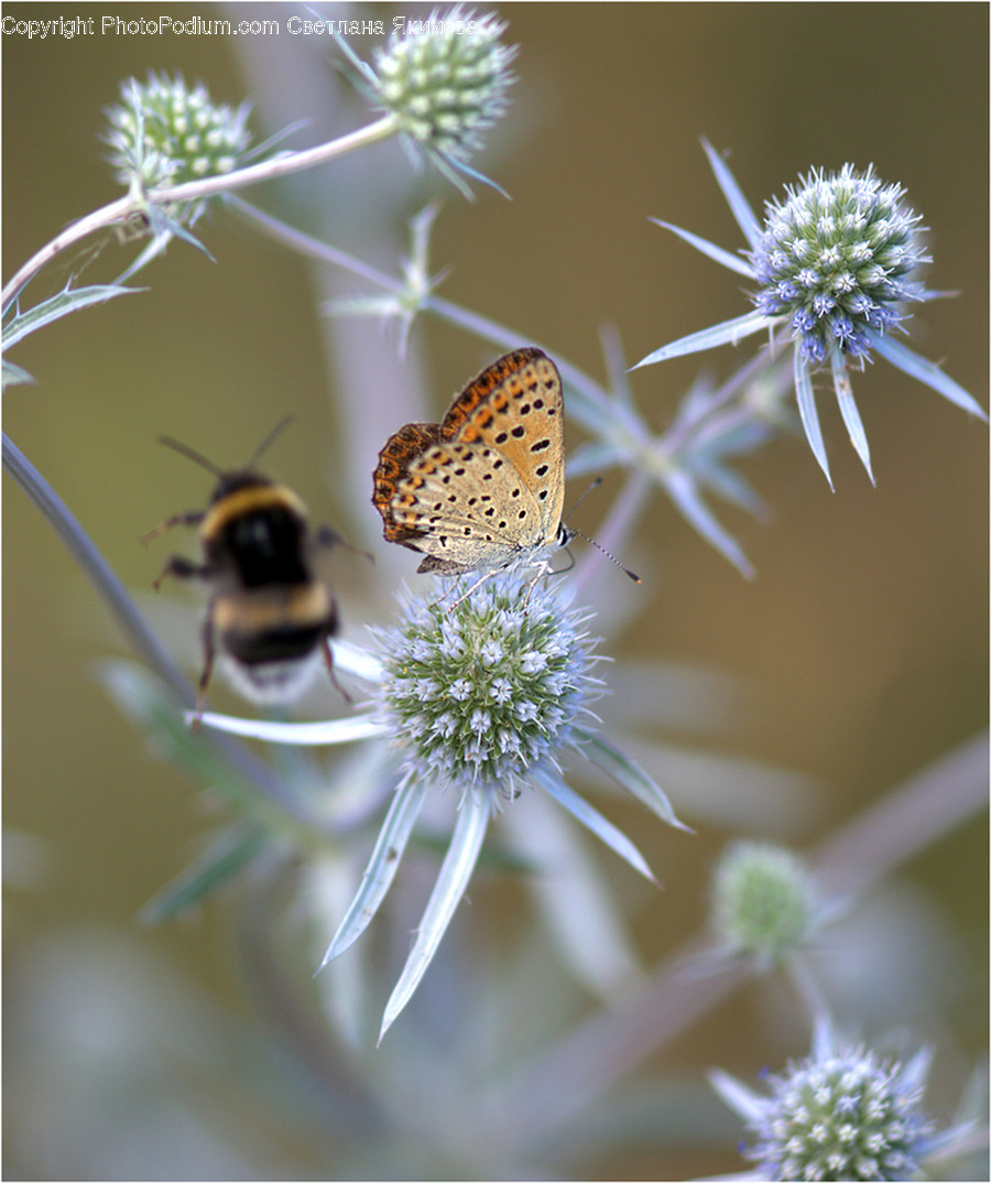 Animal, Butterfly, Insect, Invertebrate, Dill