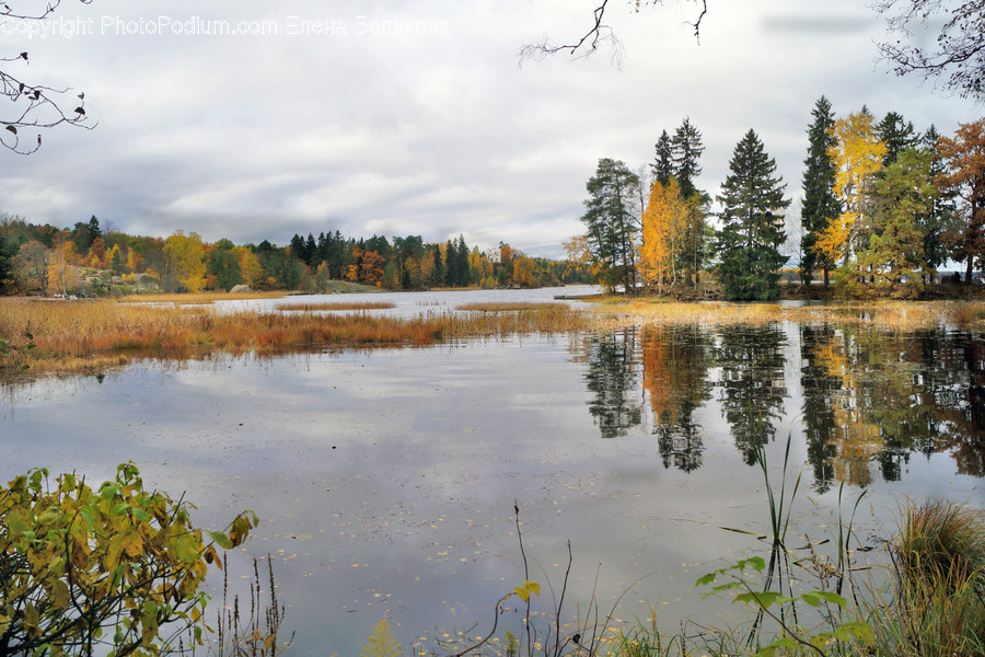 Outdoors, Pond, Water, Flora, Oak