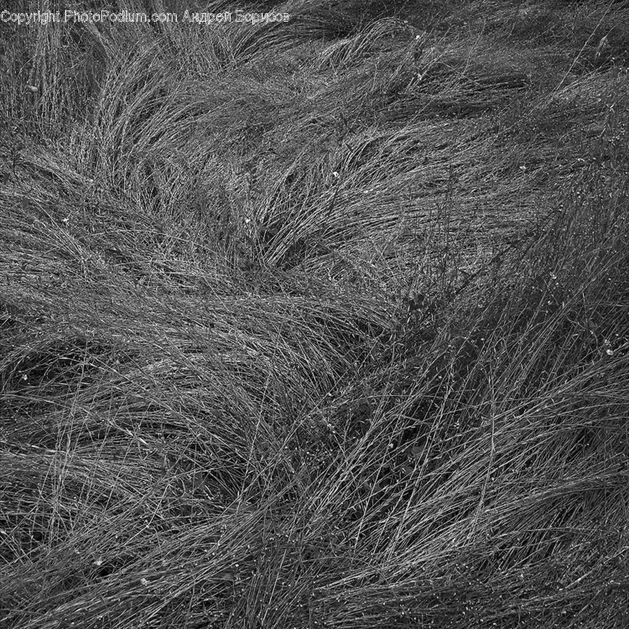Fur, Flora, Grass, Plant, Reed