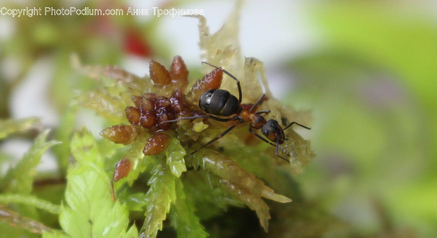 Animal, Ant, Insect, Invertebrate, Bee
